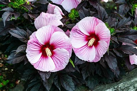 14 Stunning Varieties of Purple Hibiscus - Petal Republic