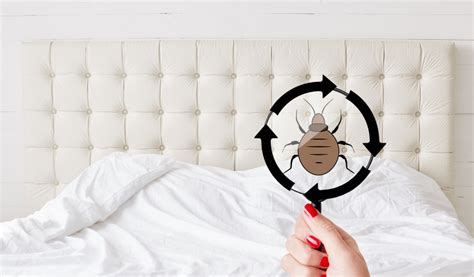 Ultimate Guide to Bed Bug Prevention: Keeping Your Home Safe and Pest-Free