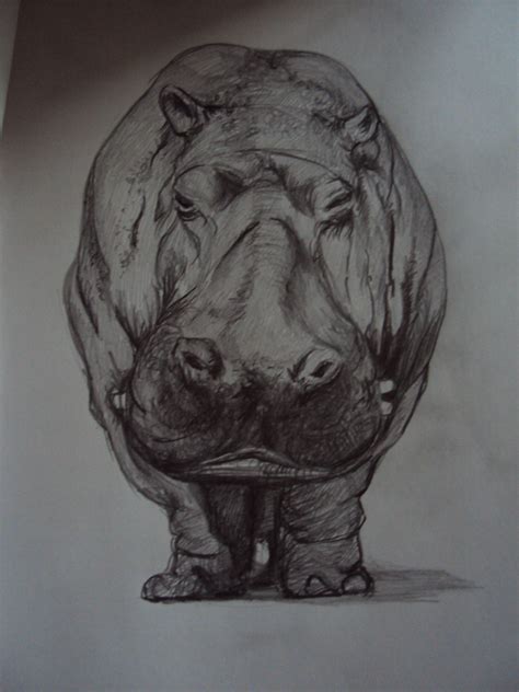 Hippopotamus Pencil Drawing 30++ Images Result | Koltelo