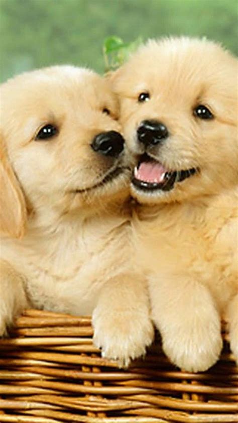 Cute Puppy Wallpaper For Iphone