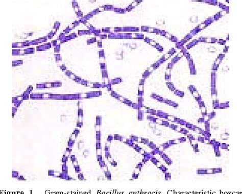 Figure 1 from Anthrax: Biology of Bacillus anthracis | Semantic Scholar