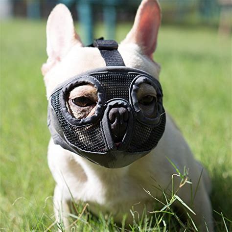 I Tested And Ranked The Best Flat Face Dog Muzzle In 2024: And Here's ...