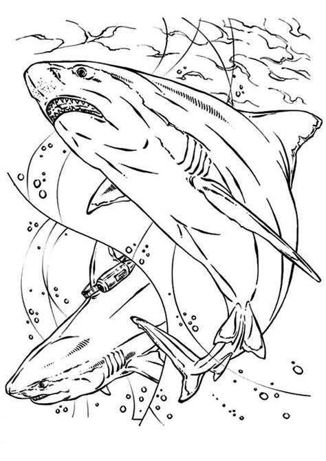 Bull Shark Coloring Pages | Shark coloring pages, Animal coloring pages ...