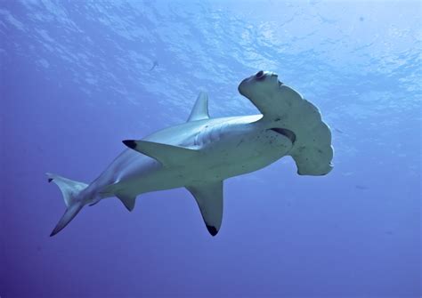 Hammerhead Shark Facts and Behavior