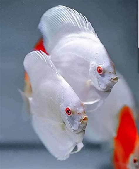 Tips On Breeding Discus Fish - Breeding Mania