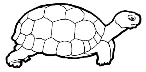 turtle outline clipart black and white - Clipground