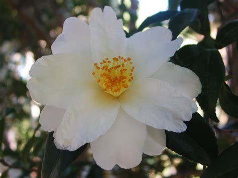 White Camellia Flower | Nature Photo Gallery