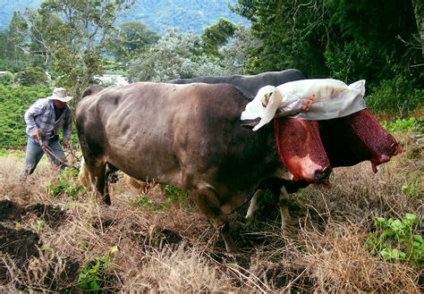 Oxen Plowing 2 Free Stock Photo - Public Domain Pictures