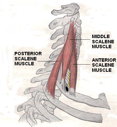 Scalene - Physiopedia