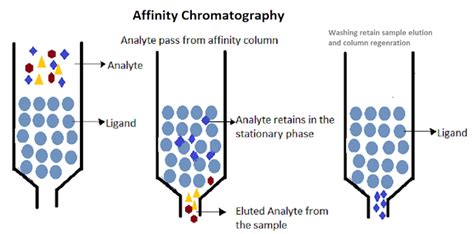 Pharma information Zone: Affinity Chromatography