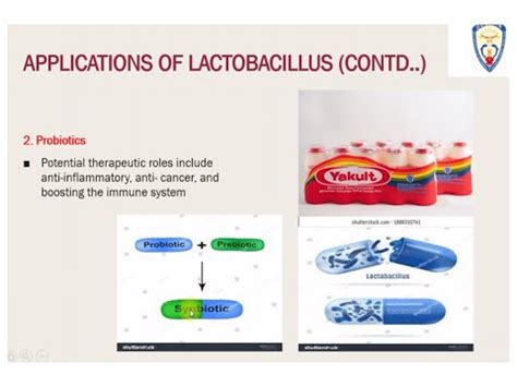 Lactobacillus: characteristics, morphology, benefits - science - 2024