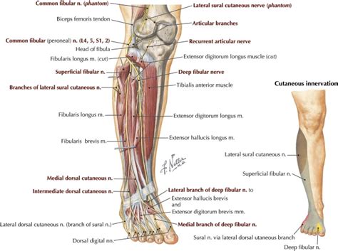 Fibular (Peroneal) Neuropathy | Musculoskeletal Key