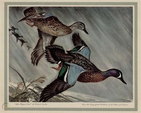 CHARLES DEFEO - BLUE WING TEAL - Hunting Duck Print 11x14" Exc ...