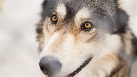 A Complete Guide To The Utonagan | Your Dog Advisor