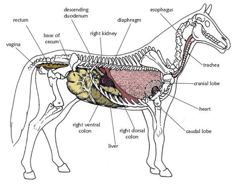 Veterinary Anatomy | Horse anatomy, Gross anatomy, Anatomy