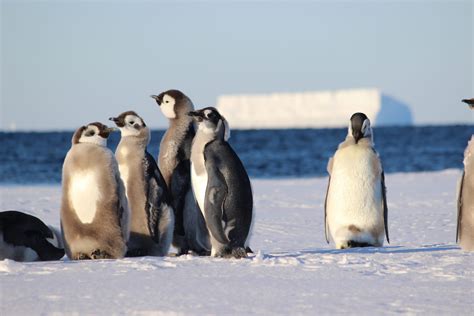 Marine Protected Areas in Antarctica should include young emperor ...