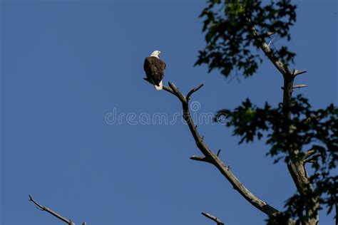 Female Bald Eagle Sitting Near Nest Stock Image - Image of outdoor ...