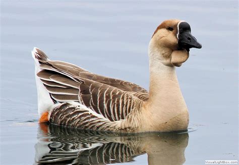 Identify Domestic Geese - Wildfowl Photography.