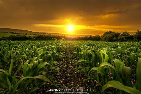 Corn Field Sunset | Sunset on a stormy day over corn fields | Aron ...