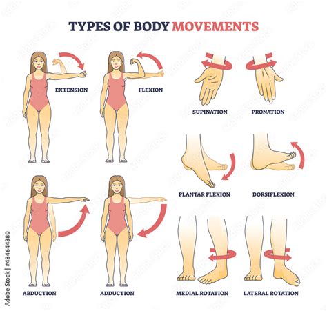 Types of body movements with muscular motion pose examples outline ...