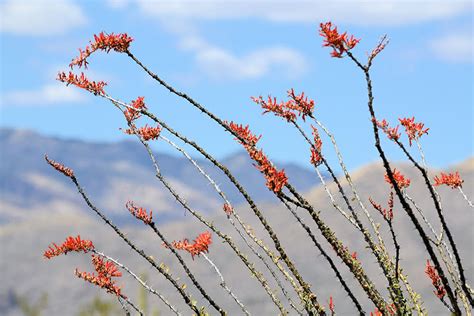 Ocotillo | San Diego Zoo Animals & Plants