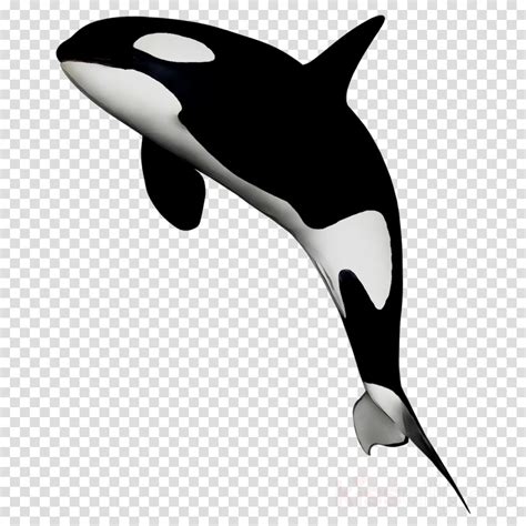 Orca Animated