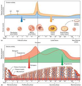 Follicle stimulating hormone function, source, FSH blood test & FSH levels