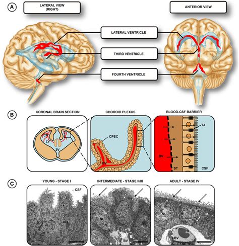 Location of choroid plexuses in the human brain. (A) The choroid ...