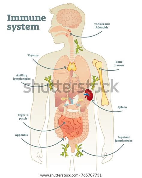 Illustrated Vector Human Immune System Full Stock Vector (Royalty Free ...