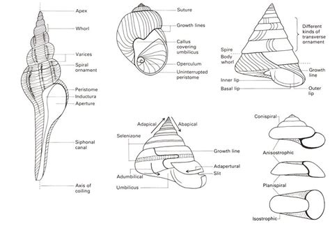 Sea shells, Anatomy, Marine biology