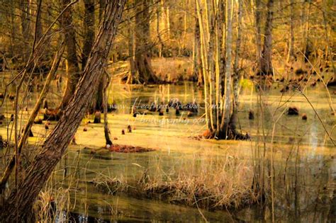 Great Dismal Swamp Wildlife Refuge. Suffolk, V.A.