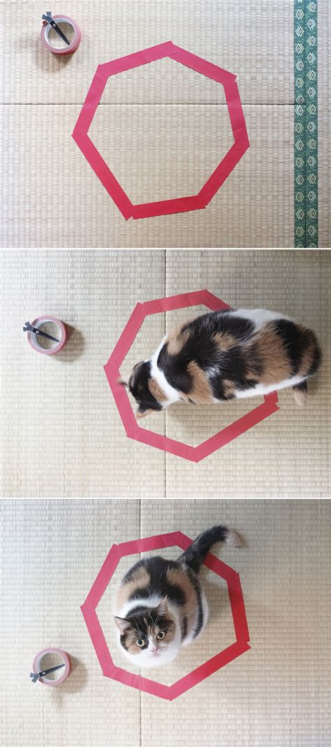 Cat Circles, The Phenomenon In Which a Cat Will Always Sit Inside a Circle