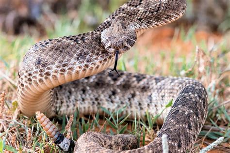 Serpiente Cascabel » Características, Alimentación, Hábitat ...