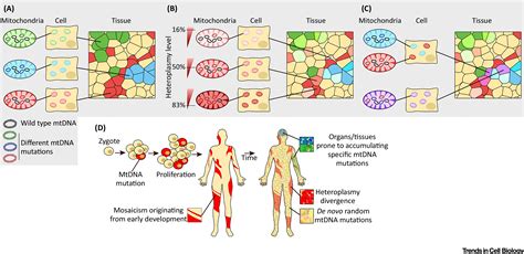 The Cellular Mitochondrial Genome Landscape in Disease: Trends in Cell ...