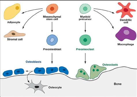 Bone Cell Lineage Osteoblast