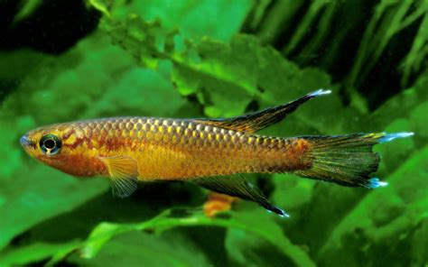 11 Types of Killifish - Popular & Beautiful Species - AquariumNexus