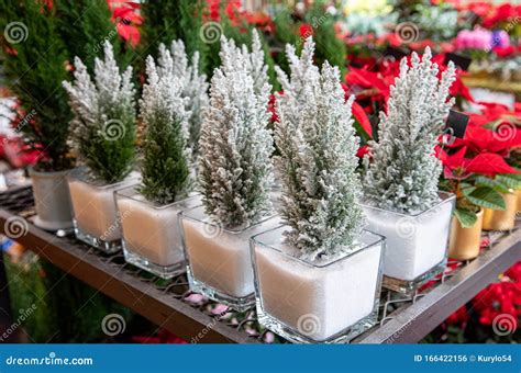 Chamaecyparis Lawsoniana Ellwoodii Cypress Trees in Small Pots ...