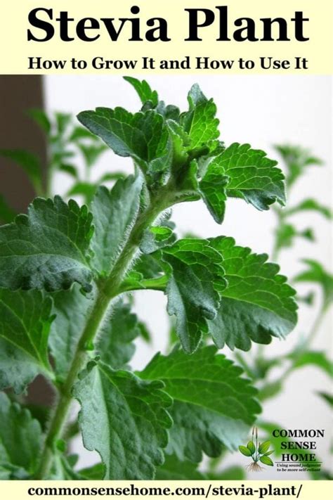 Stevia Plant – How to Grow It and How to Use It for Extract and More