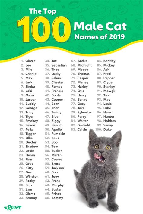 The 100 Most Popular Cat Names of All Time | Rover.com | Kitten names ...