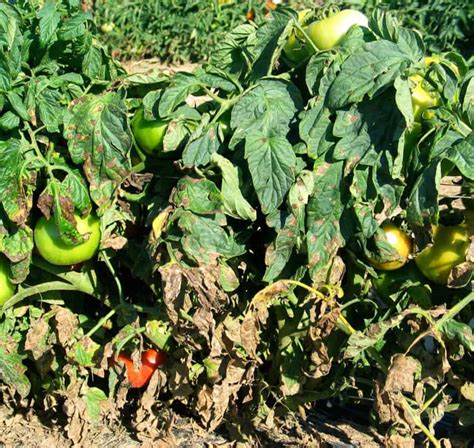 Tomato Blight Panic In Pennsylvania ⋆ Big Blog Of Gardening