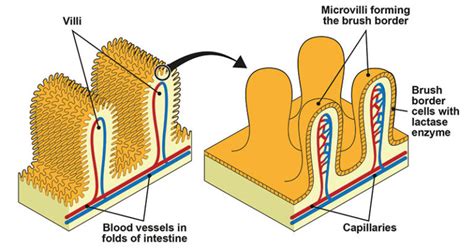 What are Microvilli? An Introduction