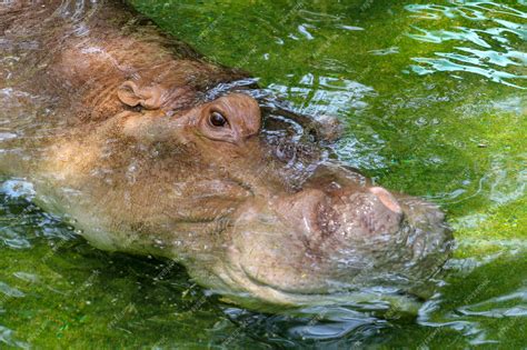 Premium Photo | Hippo sleep in water and open eye at thailand