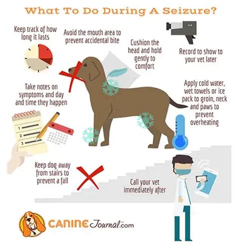 Dog Seizures: Causes, Symptoms, Signs, Treatments, And Medication