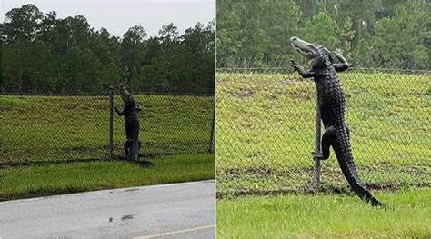 ‘Thank god it can’t fly’: Netizens stunned after video shows alligator ...