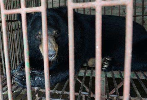 Moon bears rescued from bile farms in Vietnam