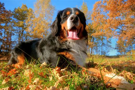 Best Hiking Dog Breeds [Top 10 List] | Pet Comments