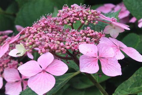 Climbing hydrangea - planting, pruning, and care