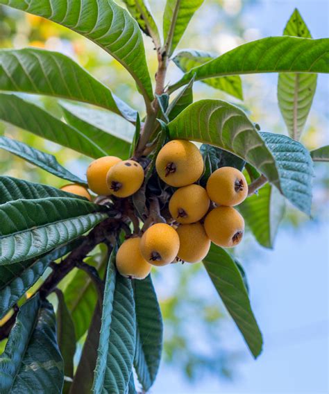 Loquat Edible Fruit Tree, Eriobotrya japonica | PlantVine