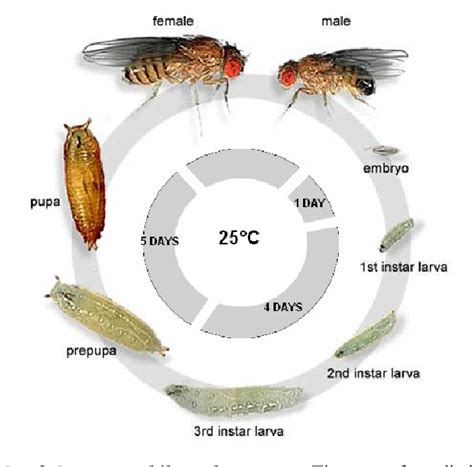 Figure 1 from Identification and characterisation of the fruitfly ...