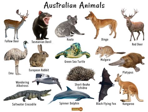 Top 182+ Australian animals list and pictures - Merkantilaklubben.org